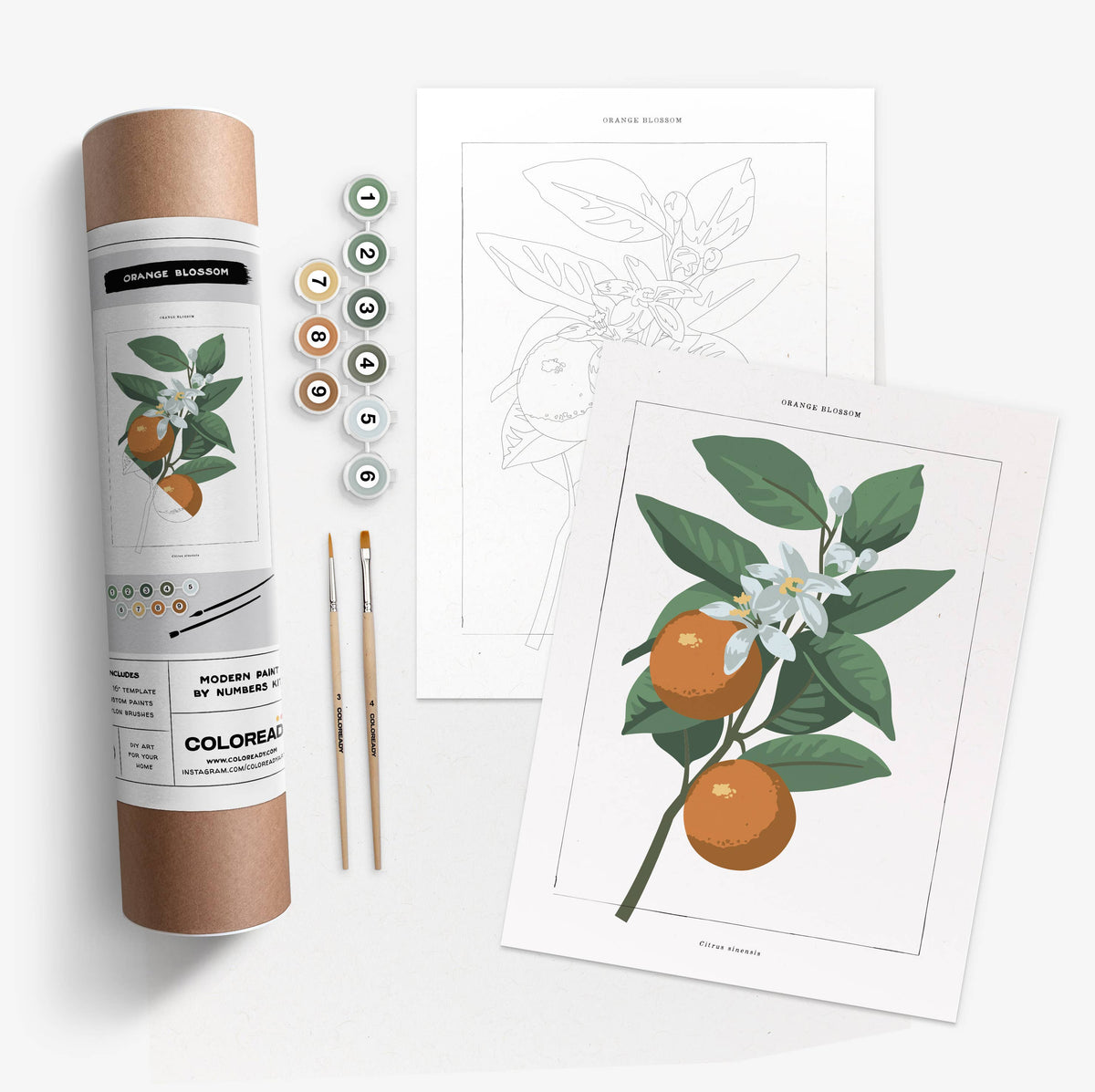 Orange Blossom | Modern Paint By Numbers Kit