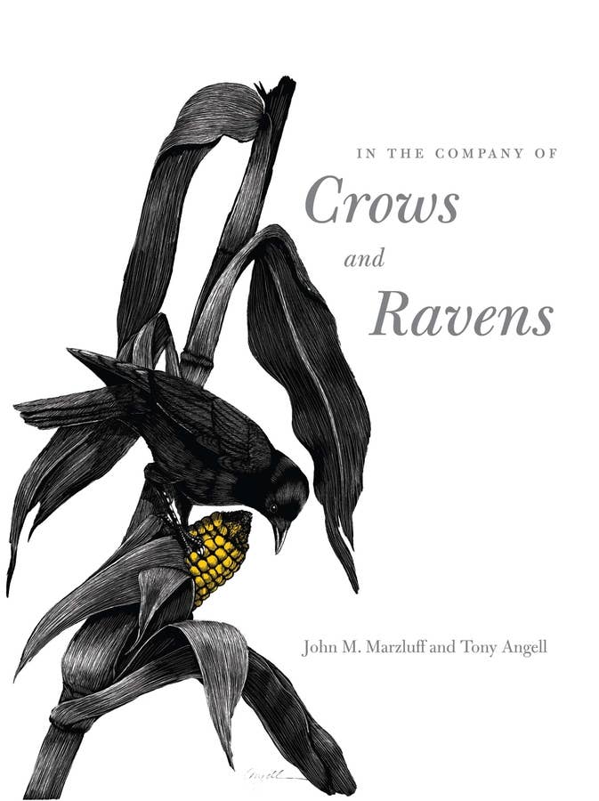 In the Company of Crows and Ravens: Paperback