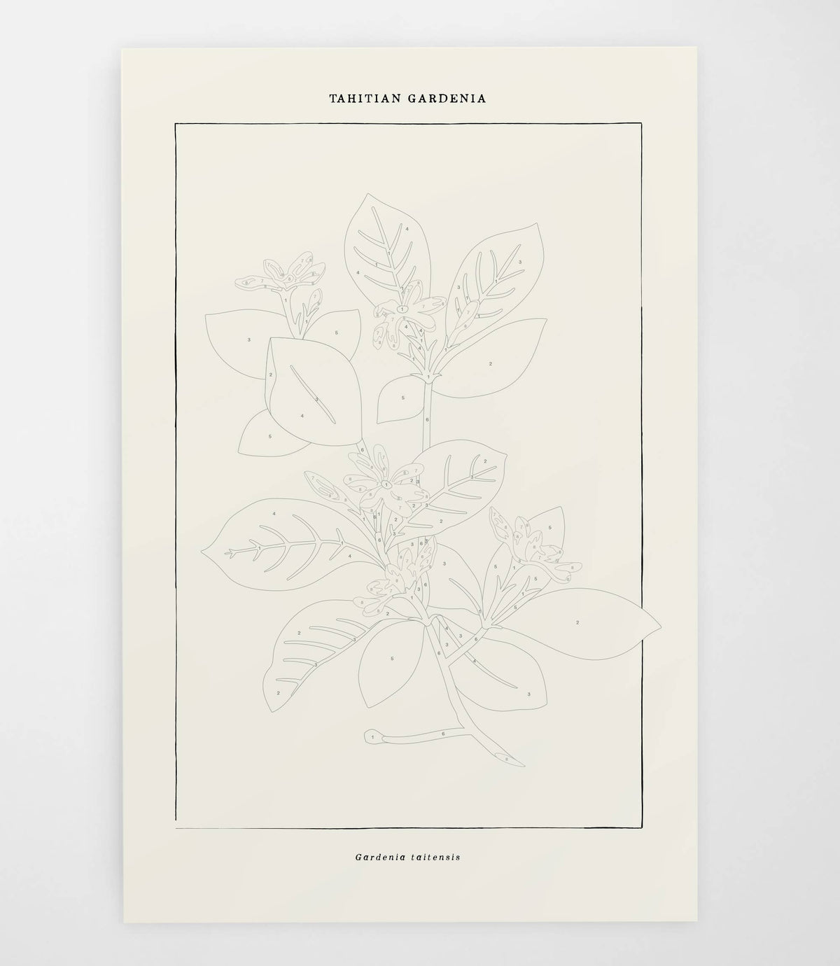 Tahitian Botanical | Modern Paint By Numbers Kit