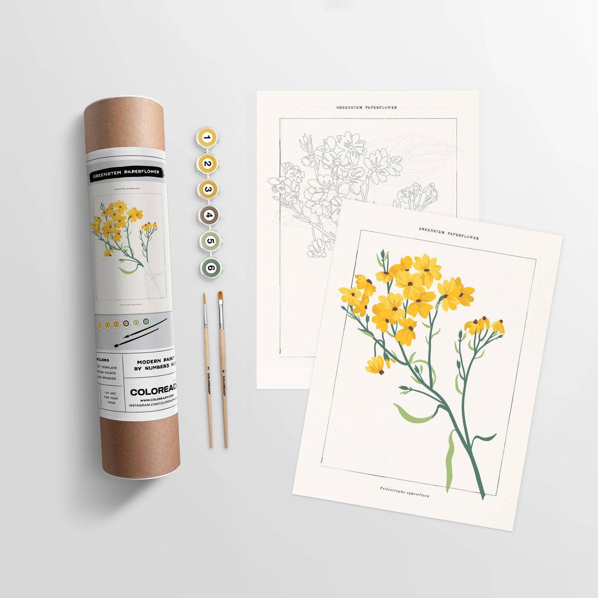 Greenstem Paperflower Botanical | Paint By Numbers Kit