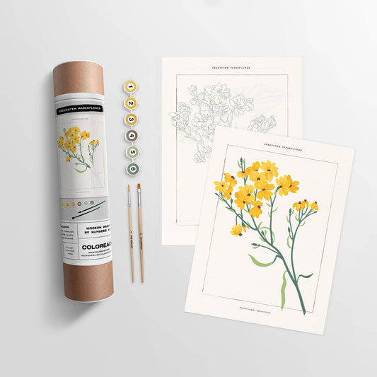 Greenstem Paperflower Botanical | Paint By Numbers Kit