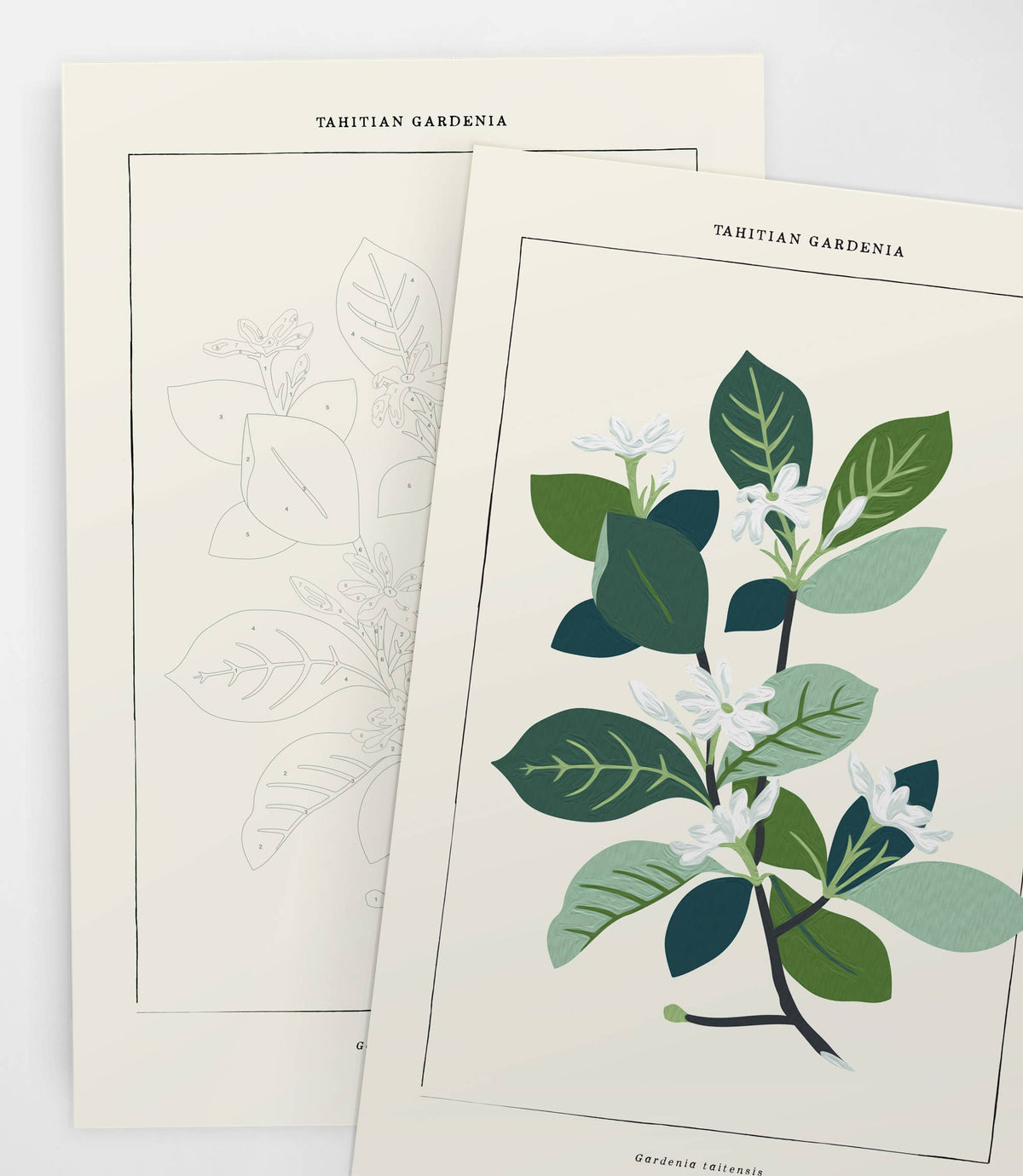 Tahitian Botanical | Modern Paint By Numbers Kit